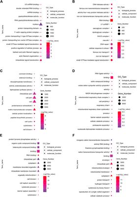 Transcriptomic Changes of Photoperiodic Response in the Hypothalamus Were Identified in Ovariectomized and Estradiol-Treated Sheep